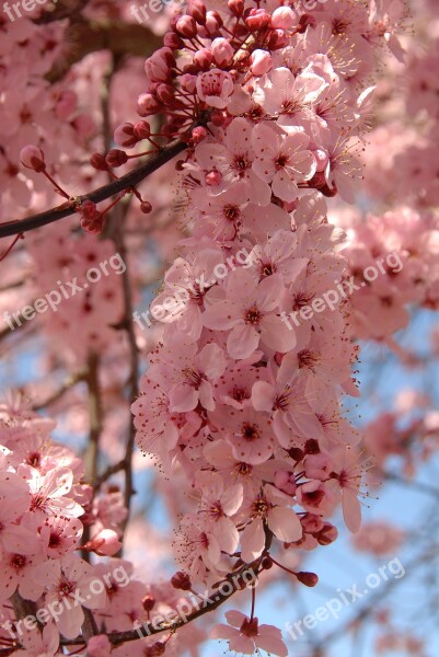 Blossoms Tree Pretty Nature Pink