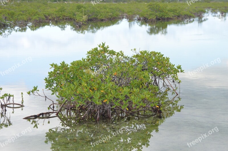 Mangrove Green Water Plant Tropical