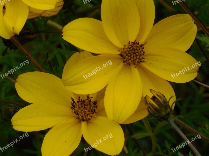 Yellow Wildflower Nature Green Outdoor