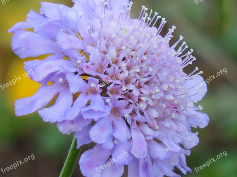 Pincushion Flower Bloom Pincushion Flower Plant