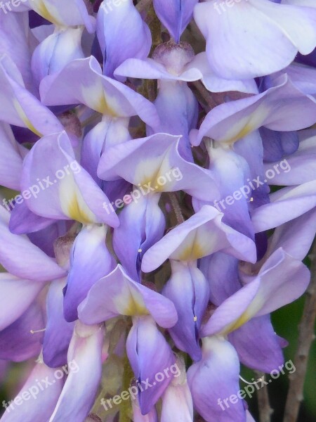 Wisteria Bloom Purple Flower White