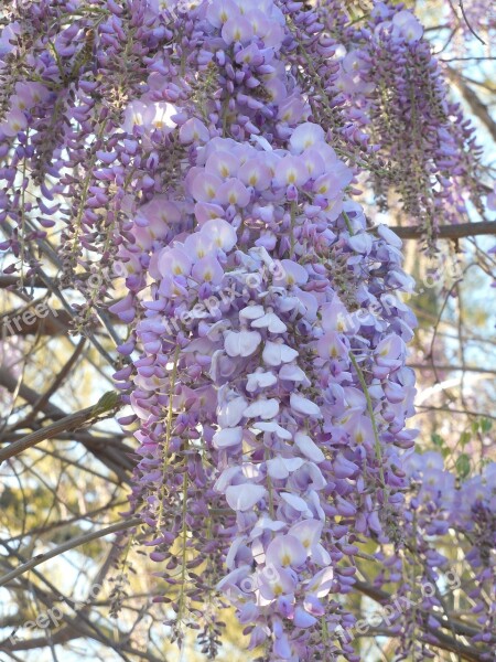 Wisteria Bloom Purple Flower White