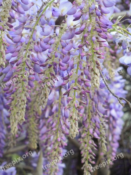 Wisteria Bloom Purple Flower White