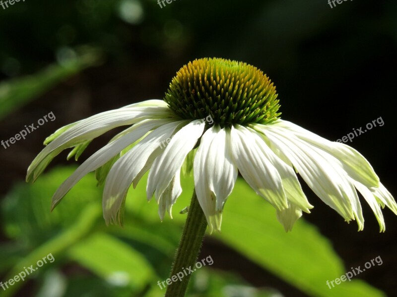 White Cone Flower Cone Flower Plant