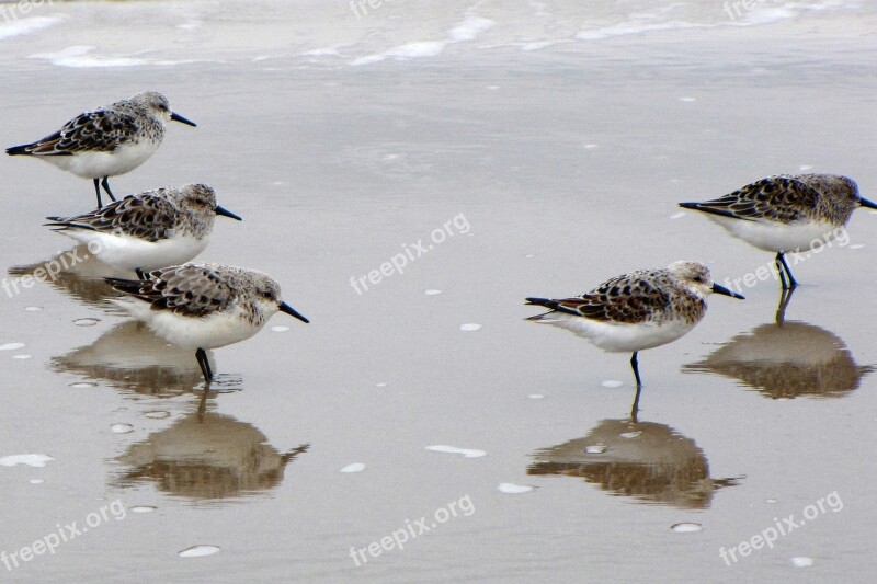 Bird Water Bird Sea Beach Denmark