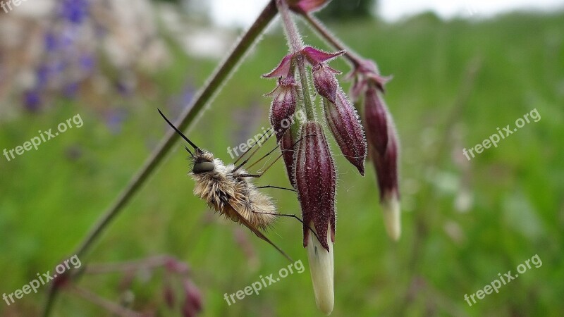 Insect Bombyliidae Fly Bombylius Major Free Photos