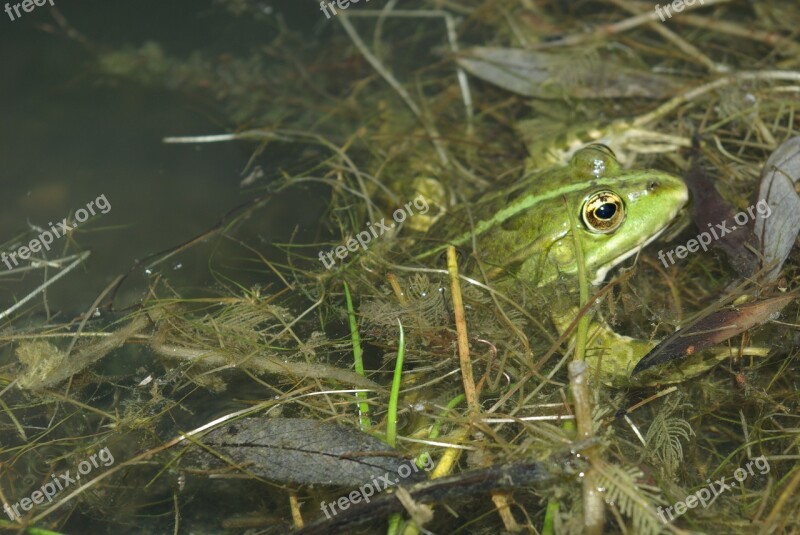 Frog Gerardo Amphibian Free Photos