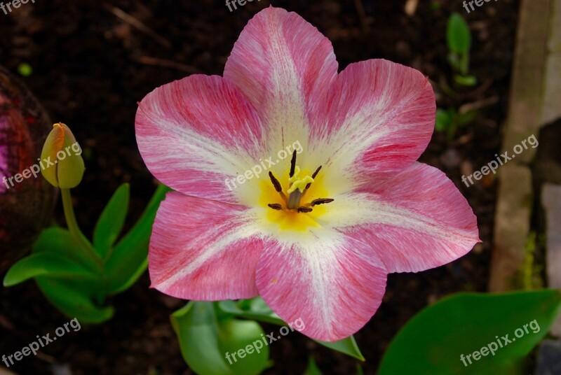 Spring Meadow Flower Blossom Bloom Flower Meadow