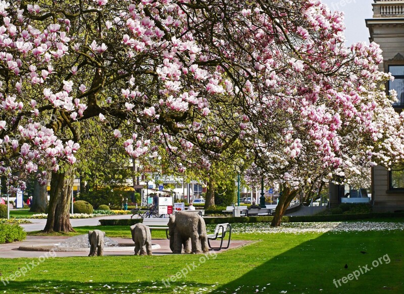 Magnolia Blossom Kurpark Bad Rothenfelde Kurhaus Park