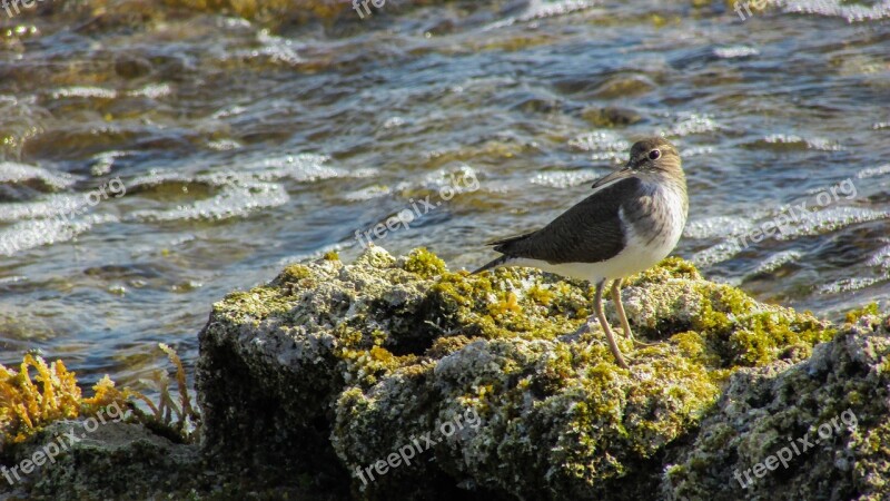 Cyprus Stint Seabird Migratory Nature