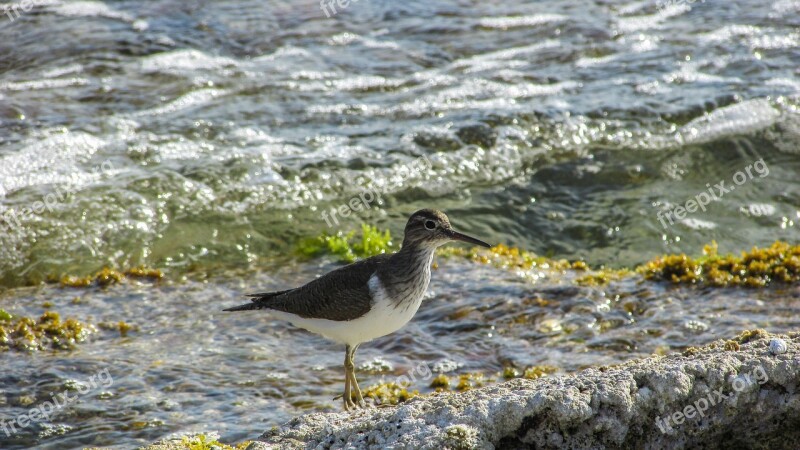 Cyprus Stint Seabird Migratory Nature