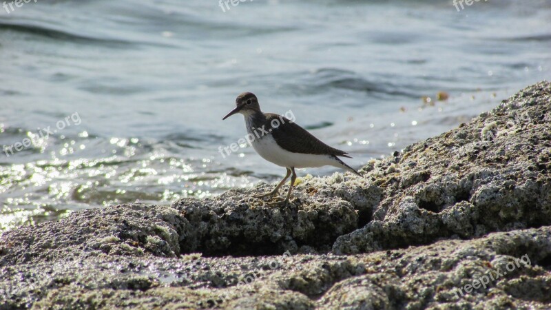 Cyprus Stint Seabird Migratory Nature