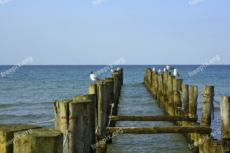 Baltic Sea Beach Zingst Water Gull