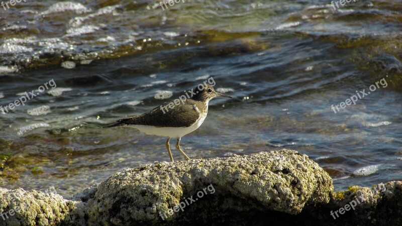 Cyprus Stint Seabird Migratory Nature