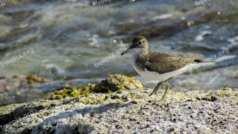 Cyprus Stint Seabird Migratory Nature