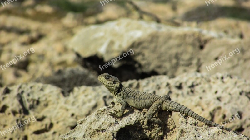 Cyprus Lizard Kurkutas Reptile Fauna