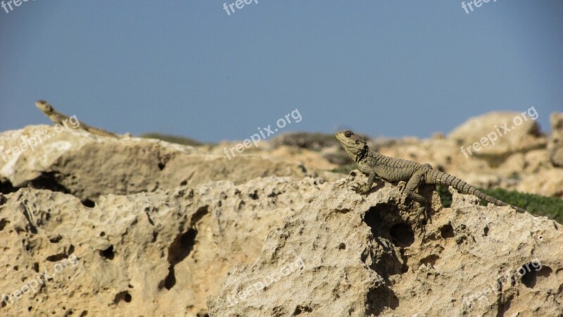 Cyprus Lizard Kurkutas Reptile Fauna