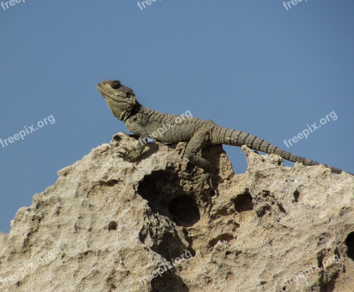 Cyprus Lizard Kurkutas Reptile Fauna