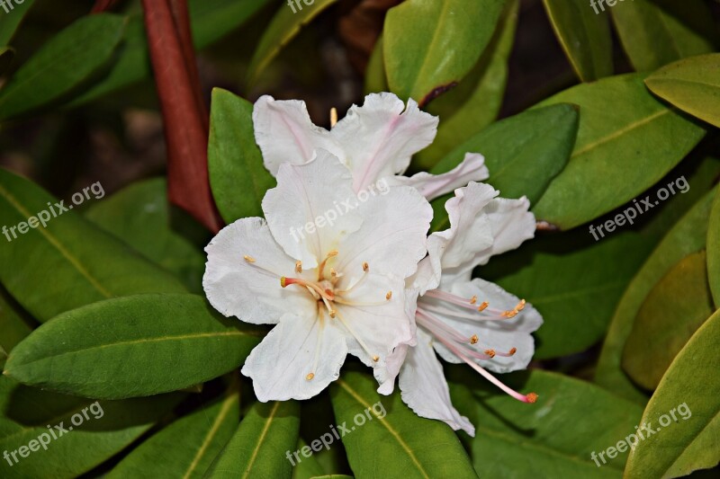 Leaf Flower Nature Sharpness Garden