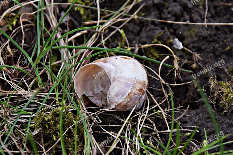 Snail Nature Grass Forest Closeup