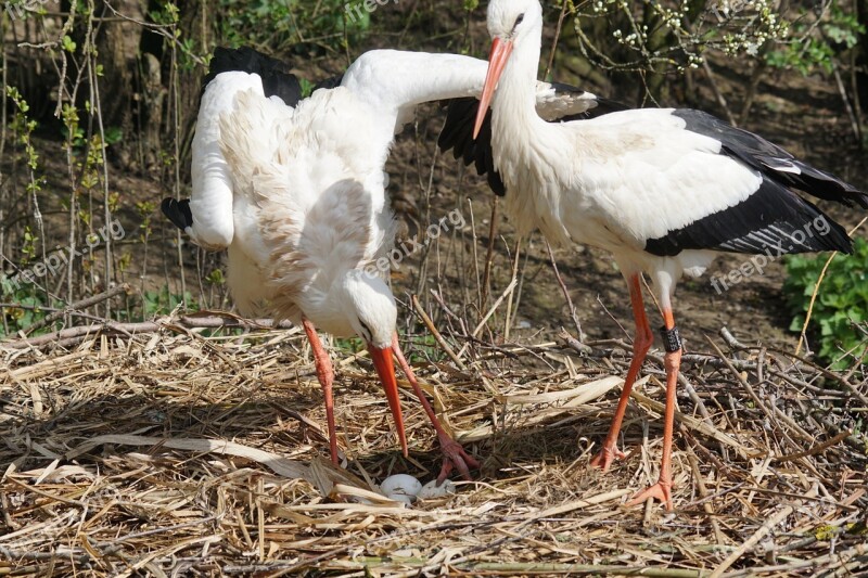 White Stork Rattle Stork Stork Bird Nest