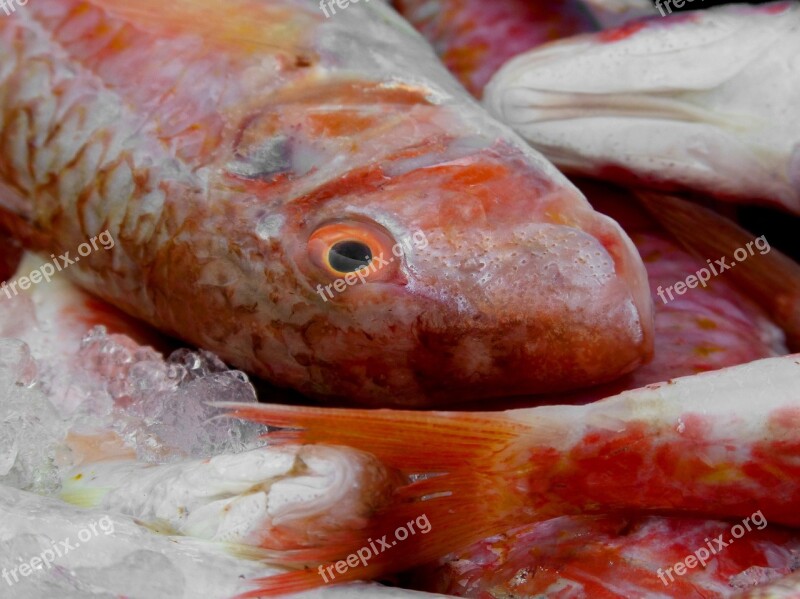 Red Mullet Fish White Fish Moll Roger