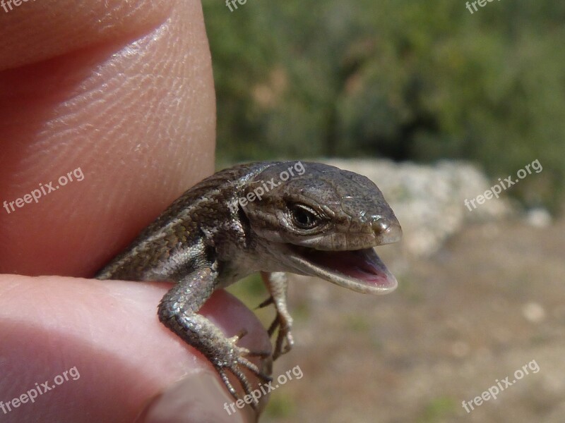 Lizard Detail Scales Texture Reptile