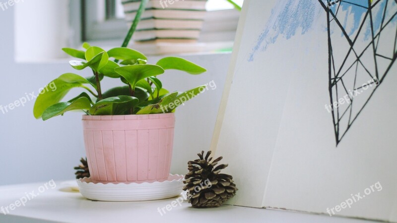 Indoor Potted Plants Desktop Free Photos