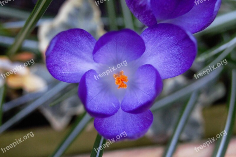 Crocus Purple Flower Plant Spring