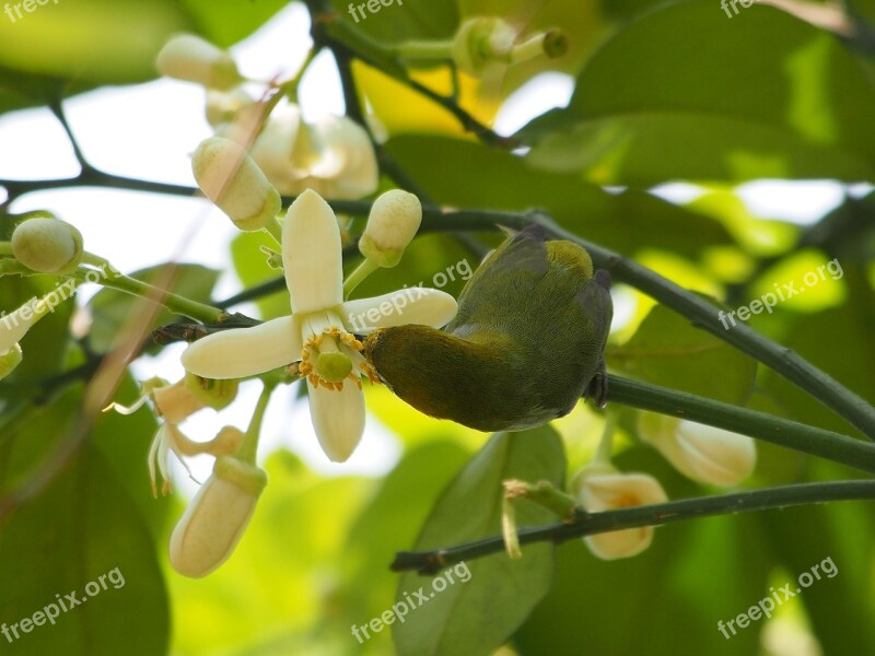 Green Embroidered Eyes Grapefruit Trees Nectar Adoption Of Food Free Photos