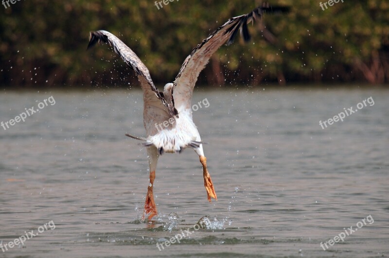 Pelican Take Off Bird Animal Flight