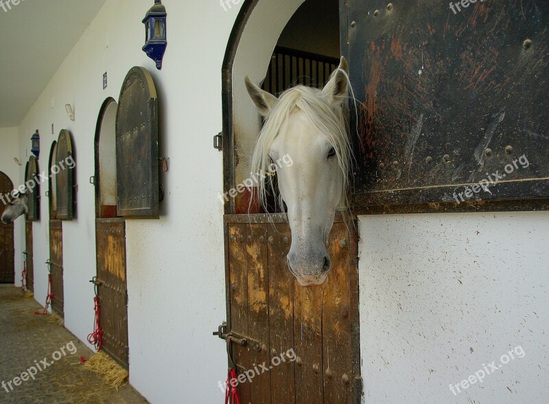 Horses Haras Stable Pure Blood Equestrian