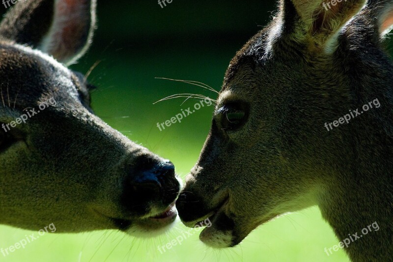 Deer Kiss Love Wildlife Animal