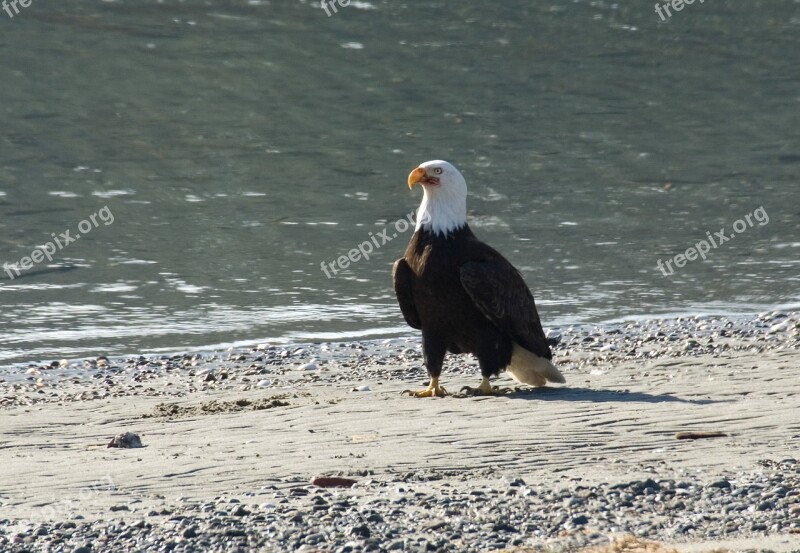 Bald Eagle Beach Bird Wildlife Animal