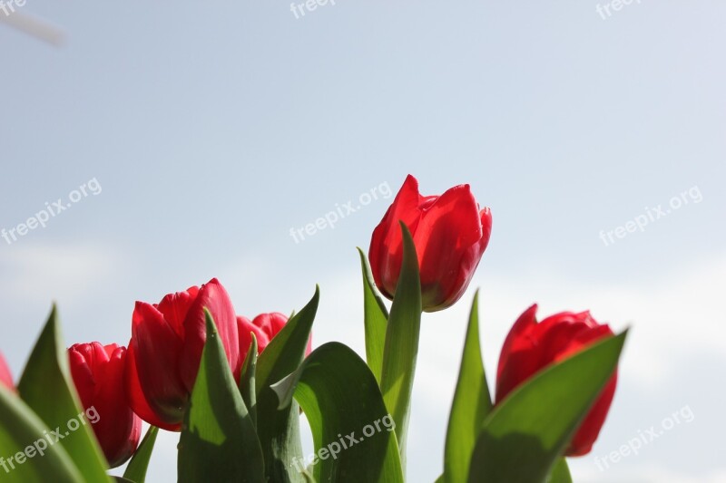 Red Tulips Flower Flowers Garden Plant