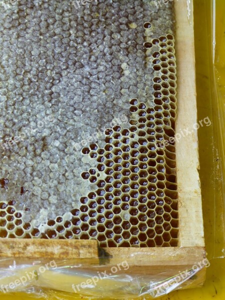 Iran Honey Honeycomb Insect Honey Production