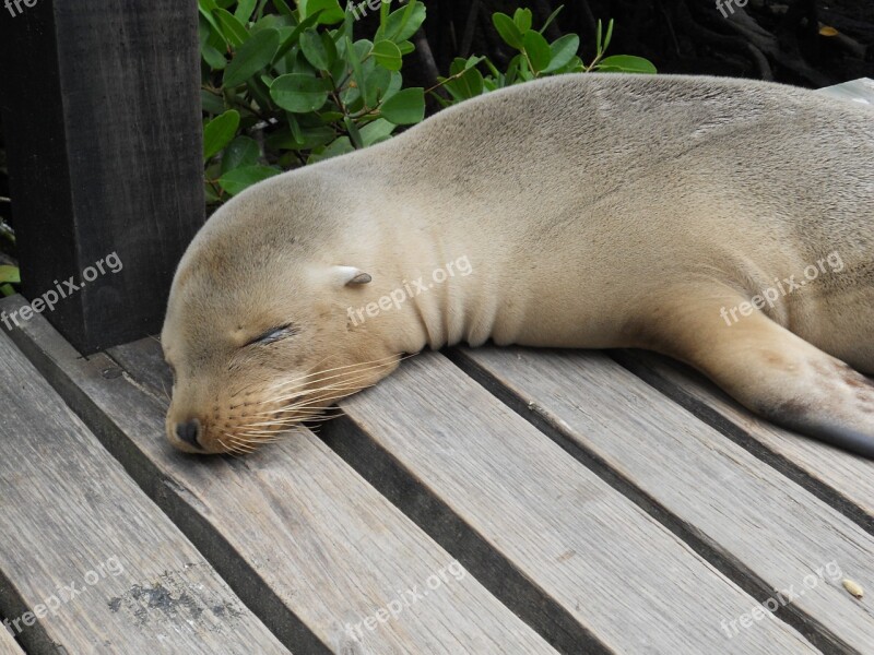 Seal Galápagos Ecuador Free Photos