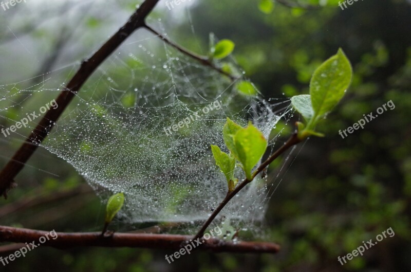 A Spider's Web Green Leaf The Leaves Free Photos