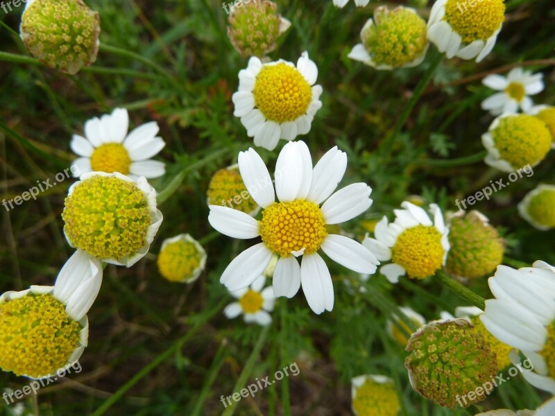 Nature Flower Blossom Bloom Plant