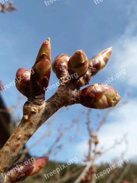 Tree Bud Spring Nature Plant