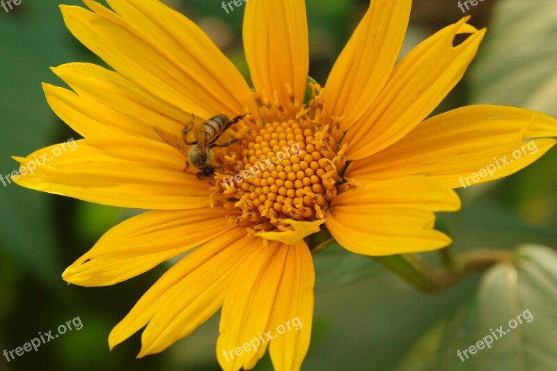 Bee Nectar Sunflower Flower Nature