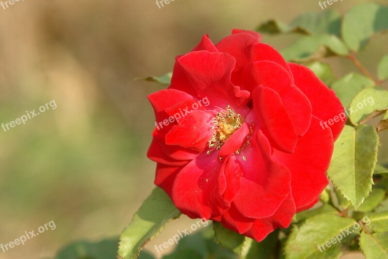 Flower Nature Plant Red Rose