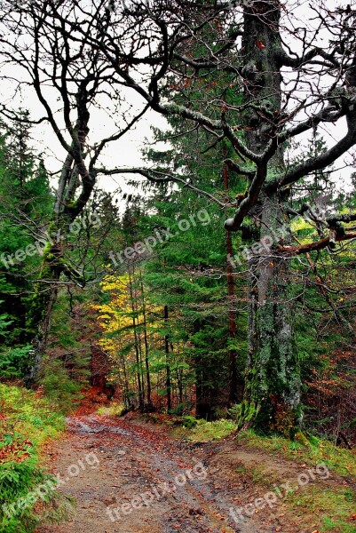 Forest Autumn Tree Beskids Way