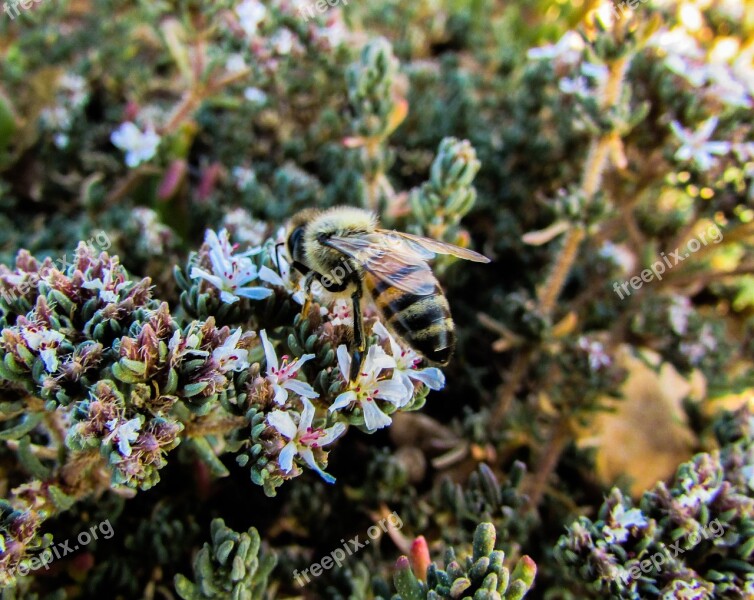 Bee Insect Macro Busy Working