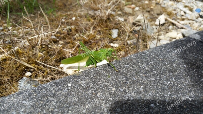 Garden Animals Grasshopper Nature Rush