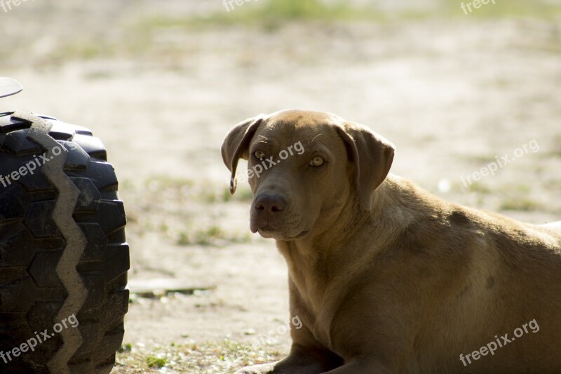 Dog Pet Brown Dog Sad Dog Docile Pet