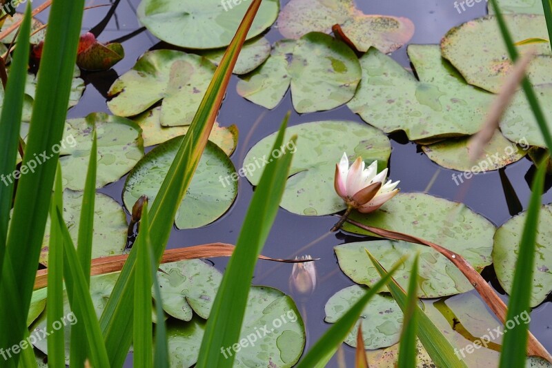 Lily Pad Lily Flower Pond Free Photos