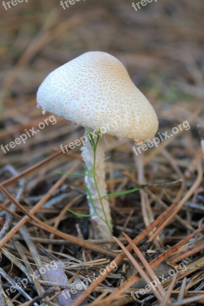 Mushroom Fungus Free Photos