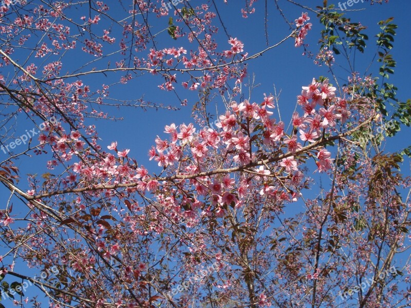 Sakura Tiger Hill Flowers Free Photos