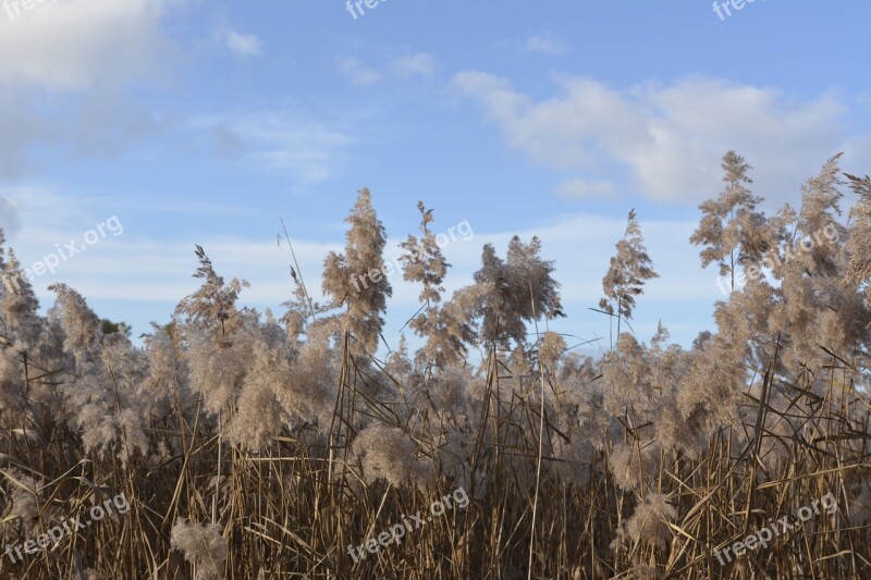 Reed Landscape Nature Grasses Background